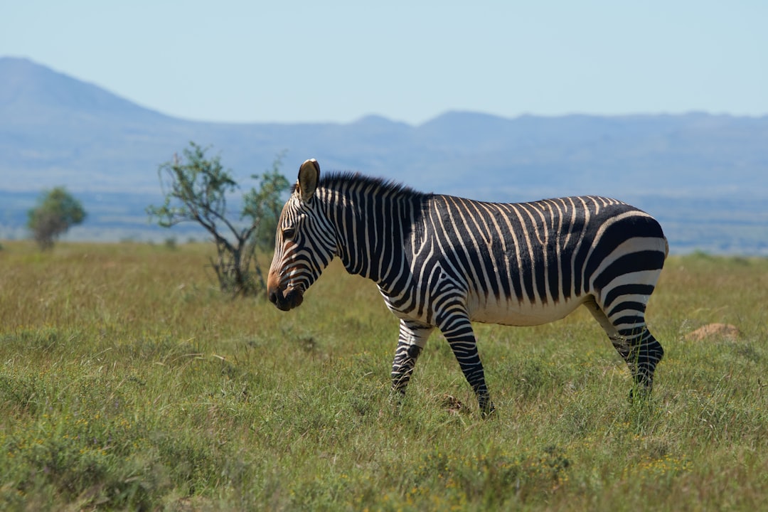 zebra on green grass field during daytime