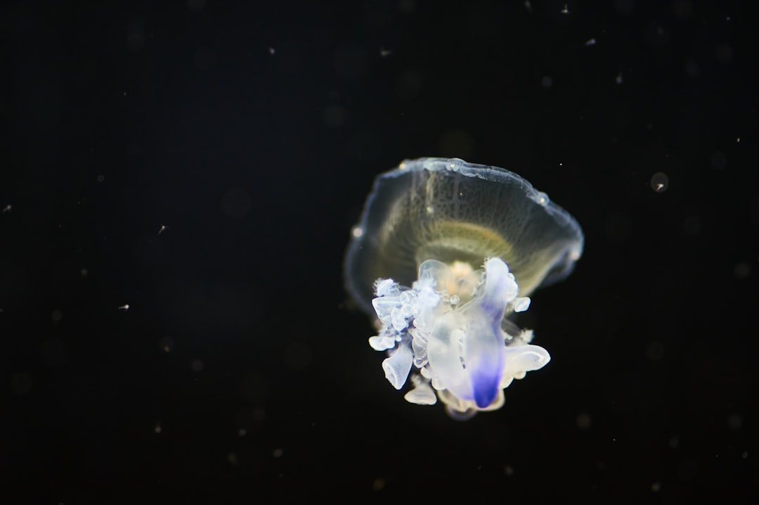 white and blue jellyfish in water