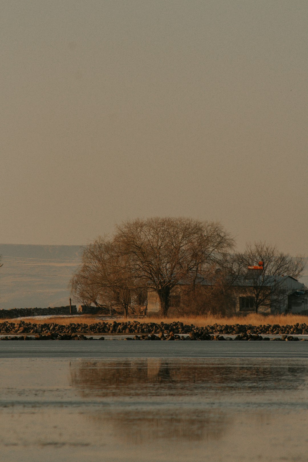 bare trees near body of water during daytime