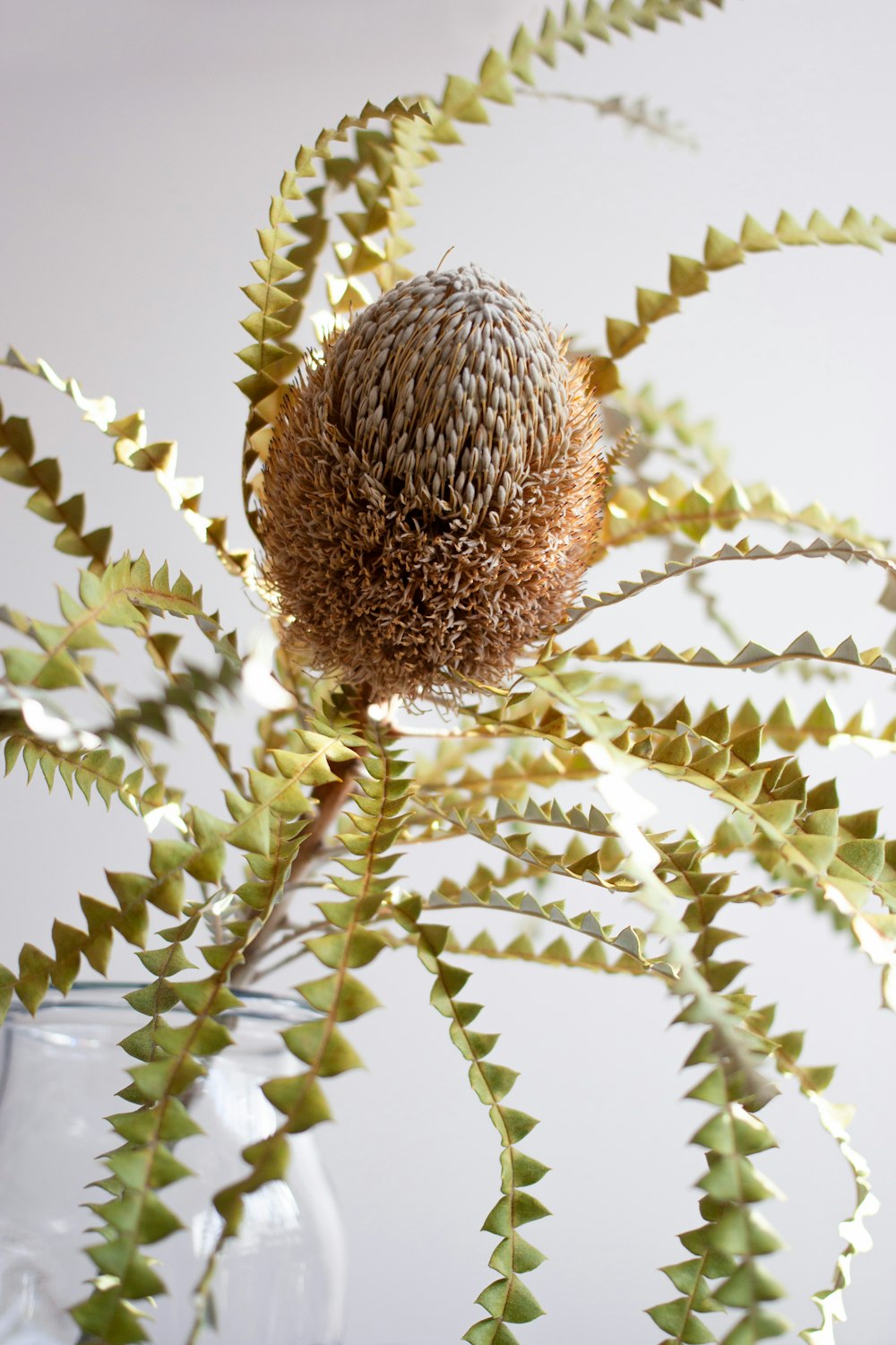 Fruit rond brun sur plante verte