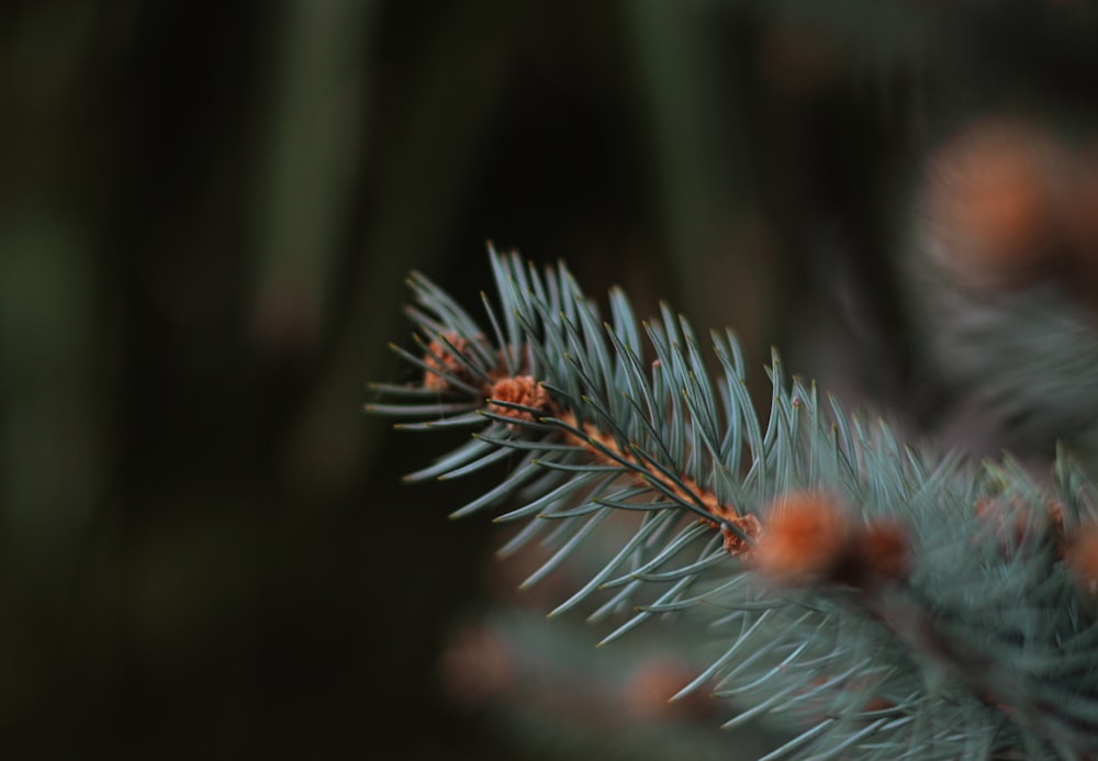 green and brown plant in close up photography