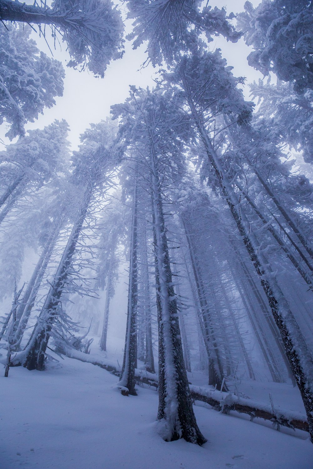 snow covered trees during daytime