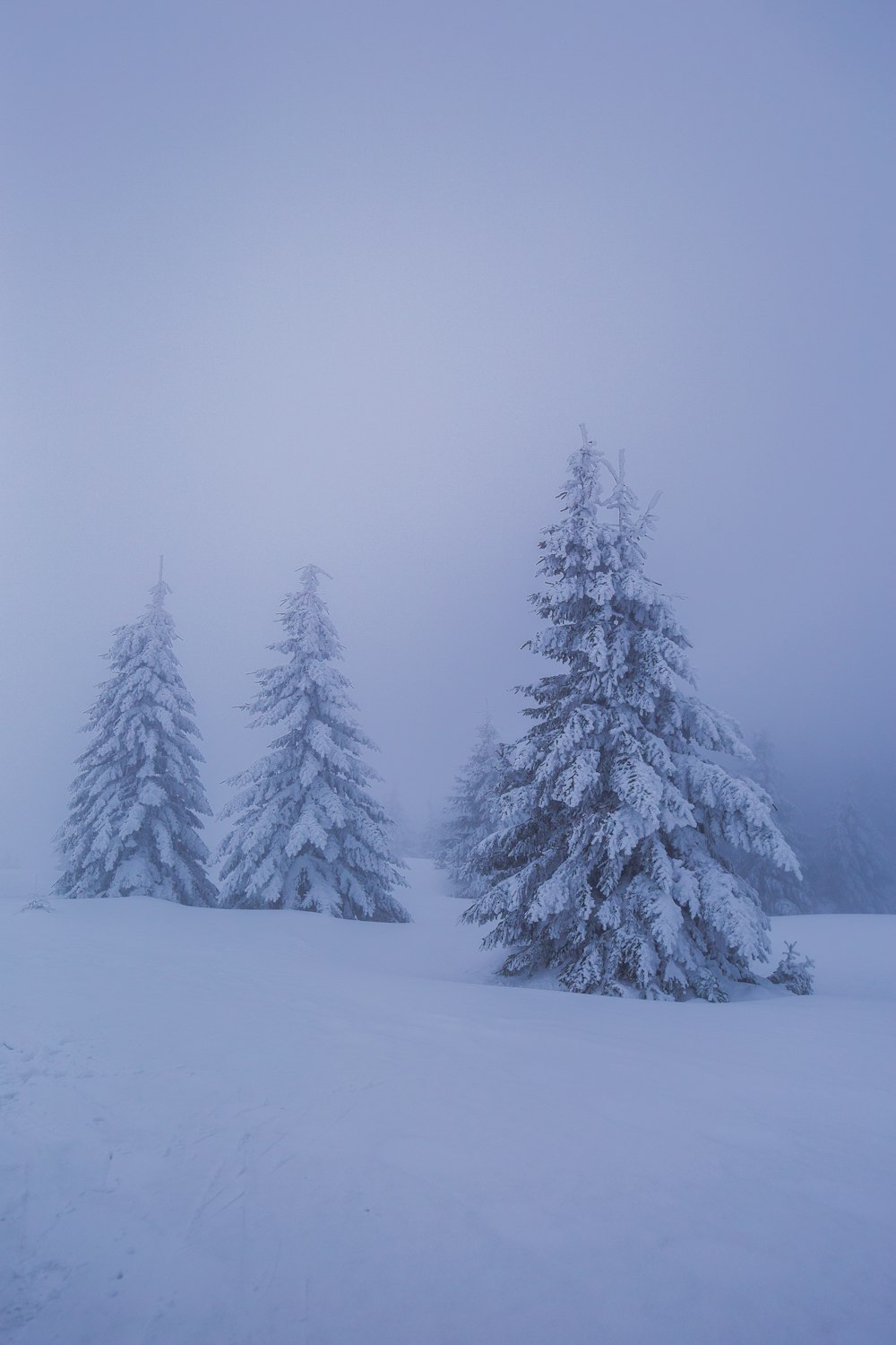 snow covered pine trees during daytime