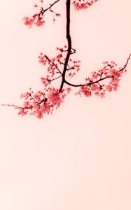 Cherry Blossom Art