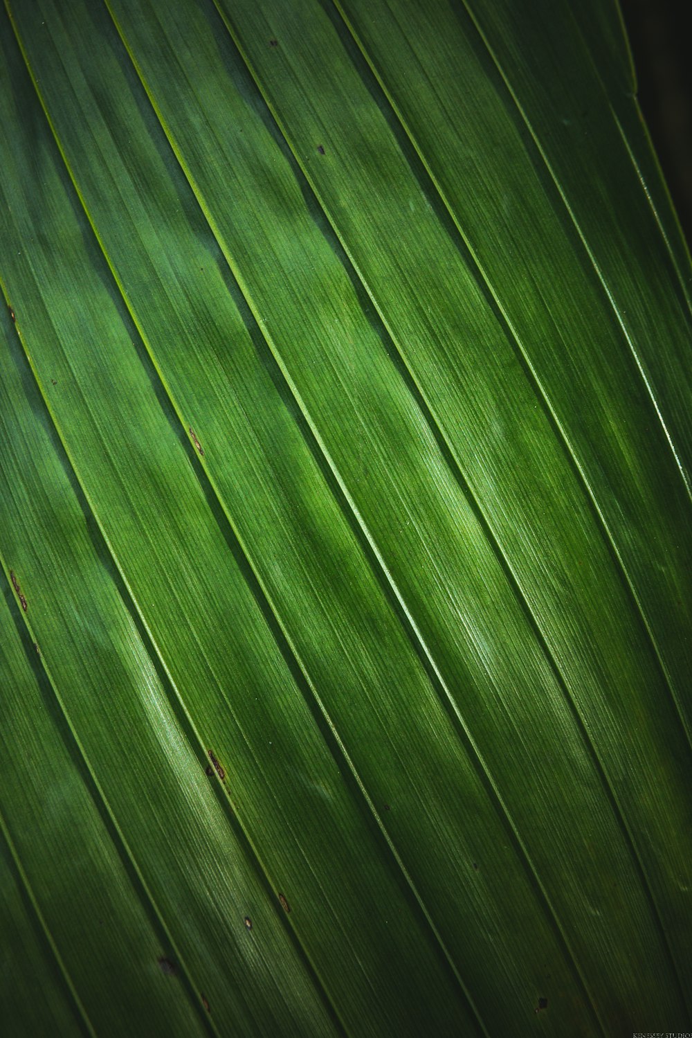 clôture en bois vert pendant la journée