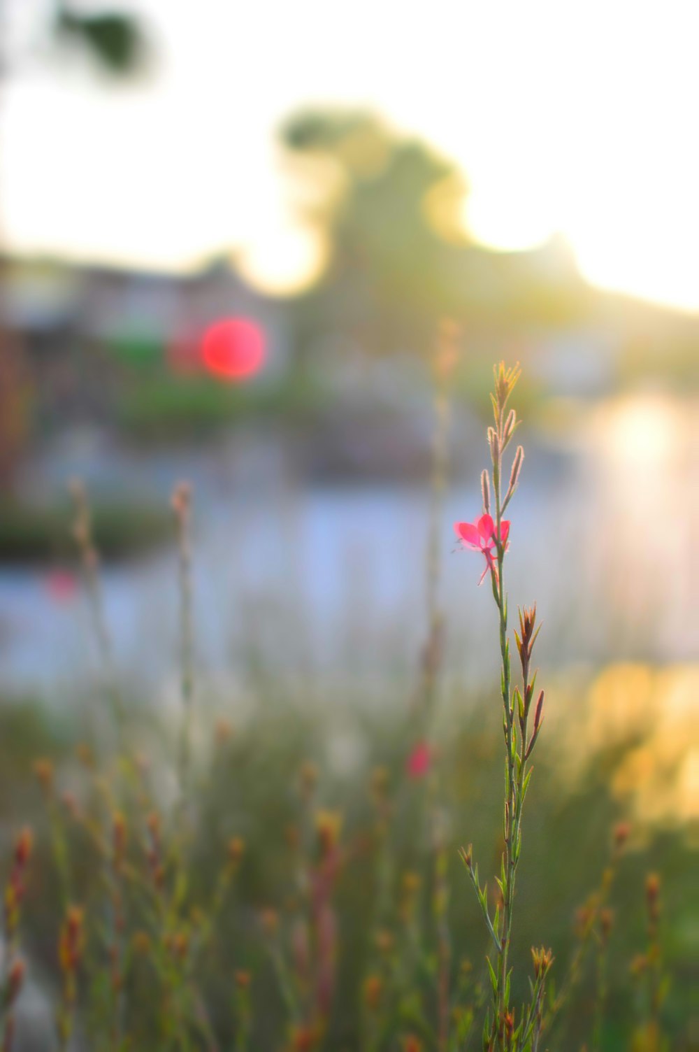Light Flower Pictures | Download Free Images on Unsplash