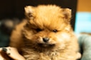 brown pomeranian puppy on focus photo