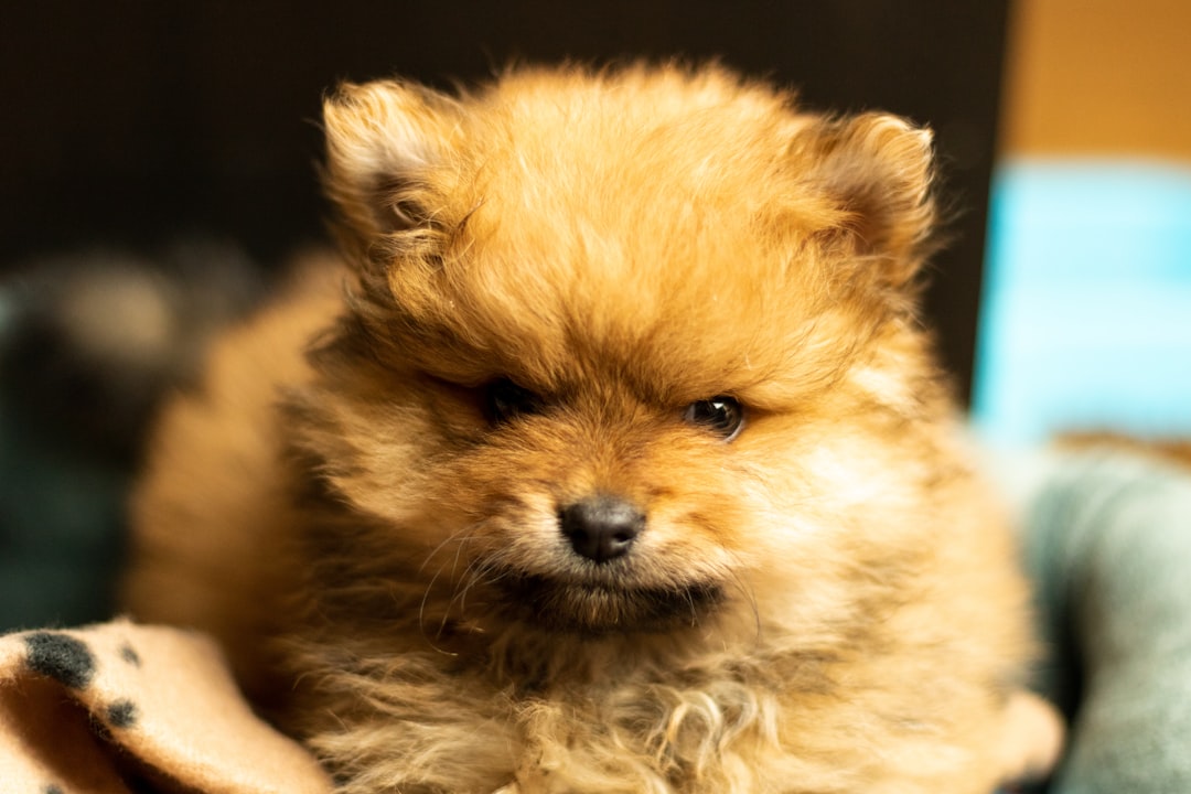 brown pomeranian puppy on focus photo