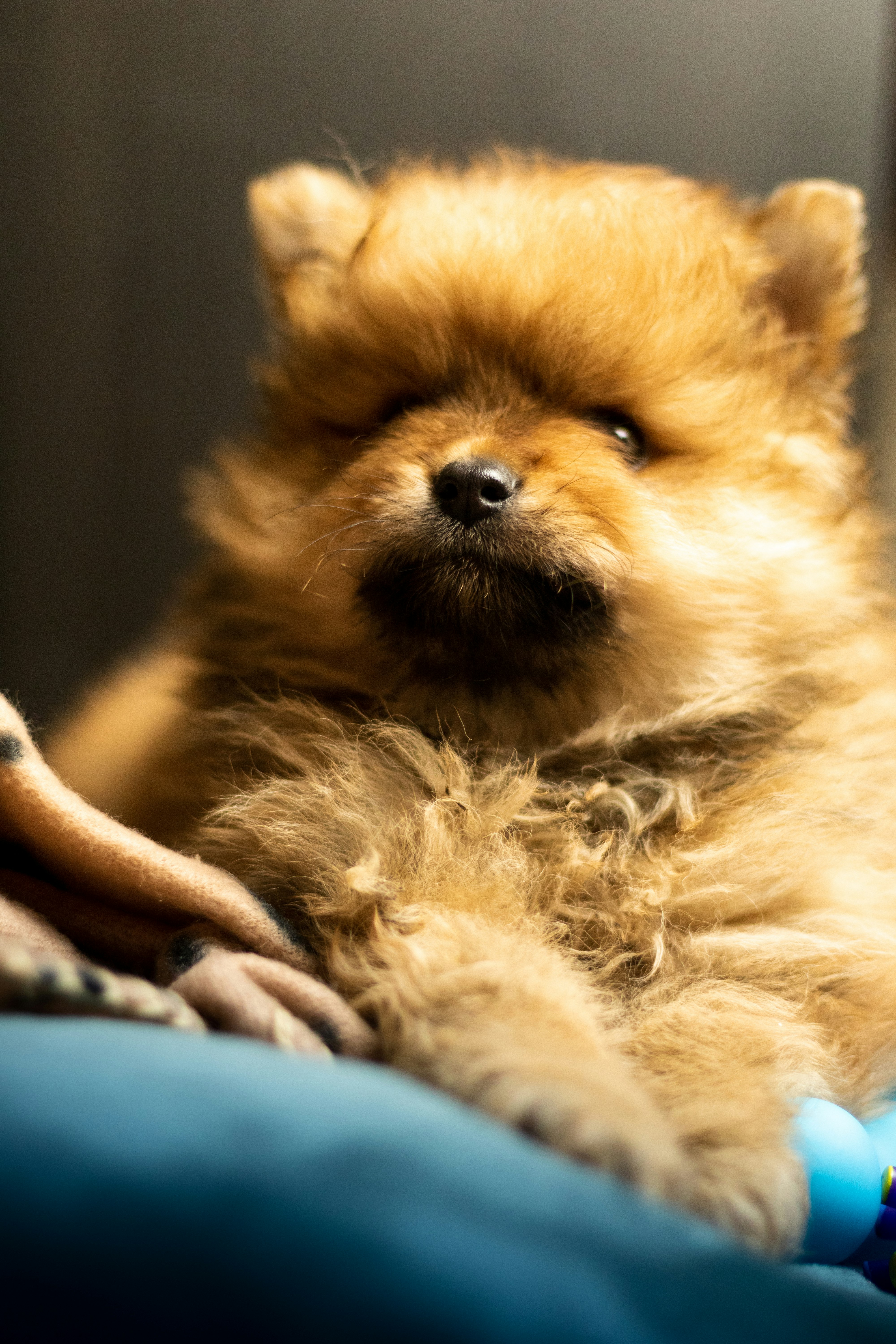 brown long coat small dog lying on brown textile