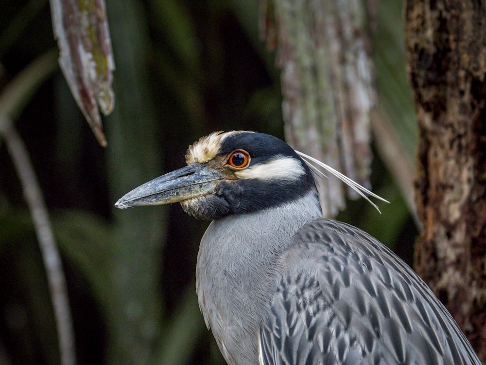 gray and yellow bird on tree branch