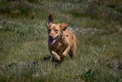 A joyful dog running outside through the open dog door on a sunny day.