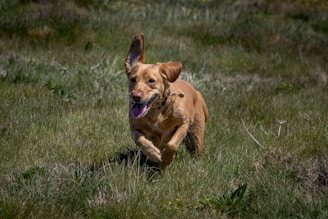 Close-up of a joyful dog chewing on a natural buffalo ear treat in a sunny outdoor setting.