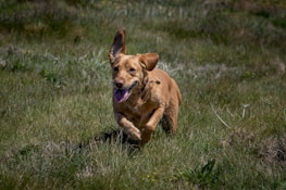 A joyful dog running outside through the open dog door on a sunny day.