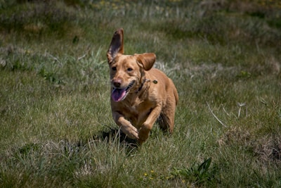 A happy dog running in a green field.