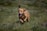 A joyful dog running freely in a sunlit park during a fun outing.