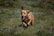 A happy dog playing in a sunny, green field at The Raw Ranch.