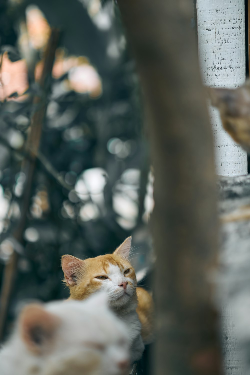 orange and white cat on gray concrete post during daytime