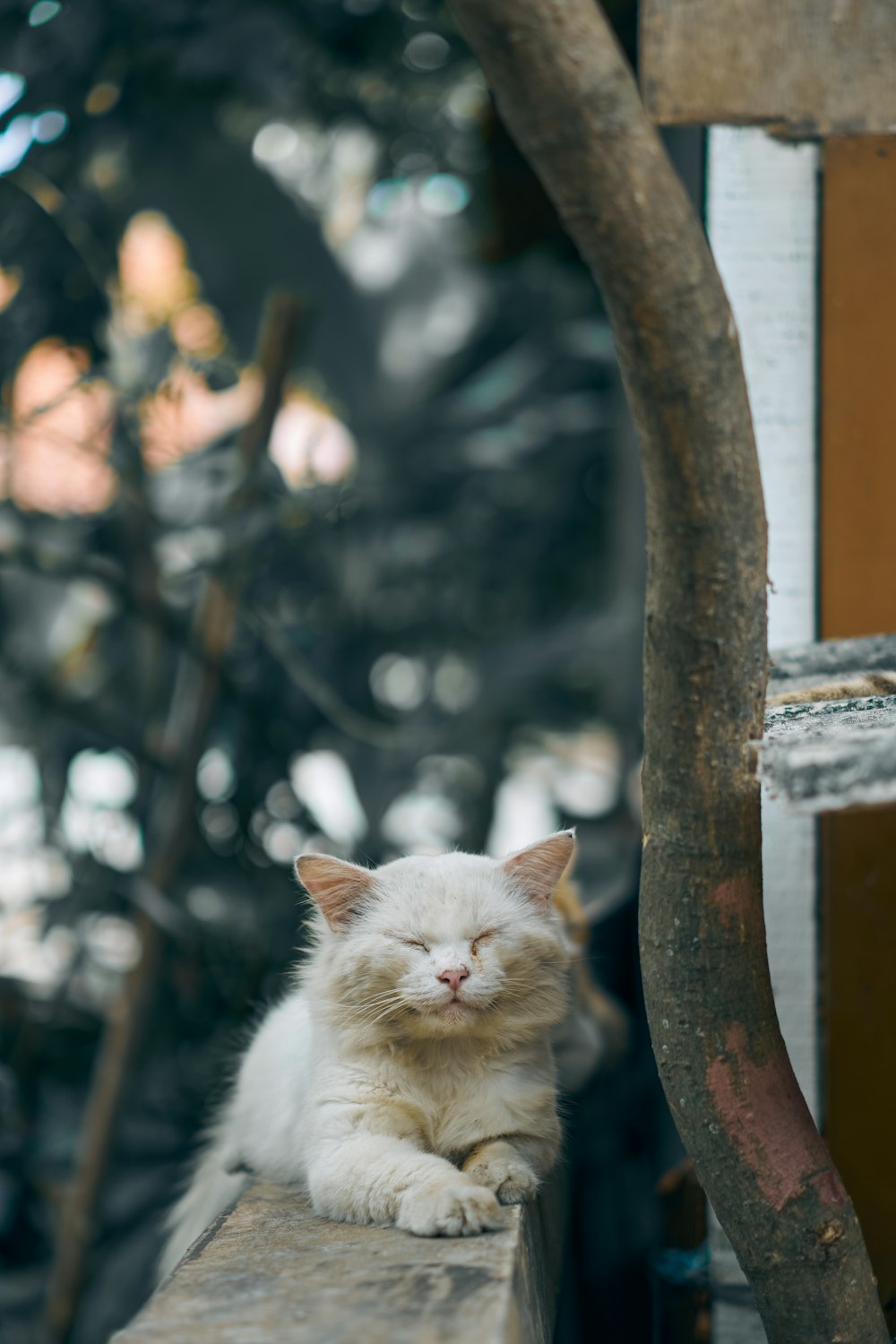 weiße Katze tagsüber auf braunem Ast