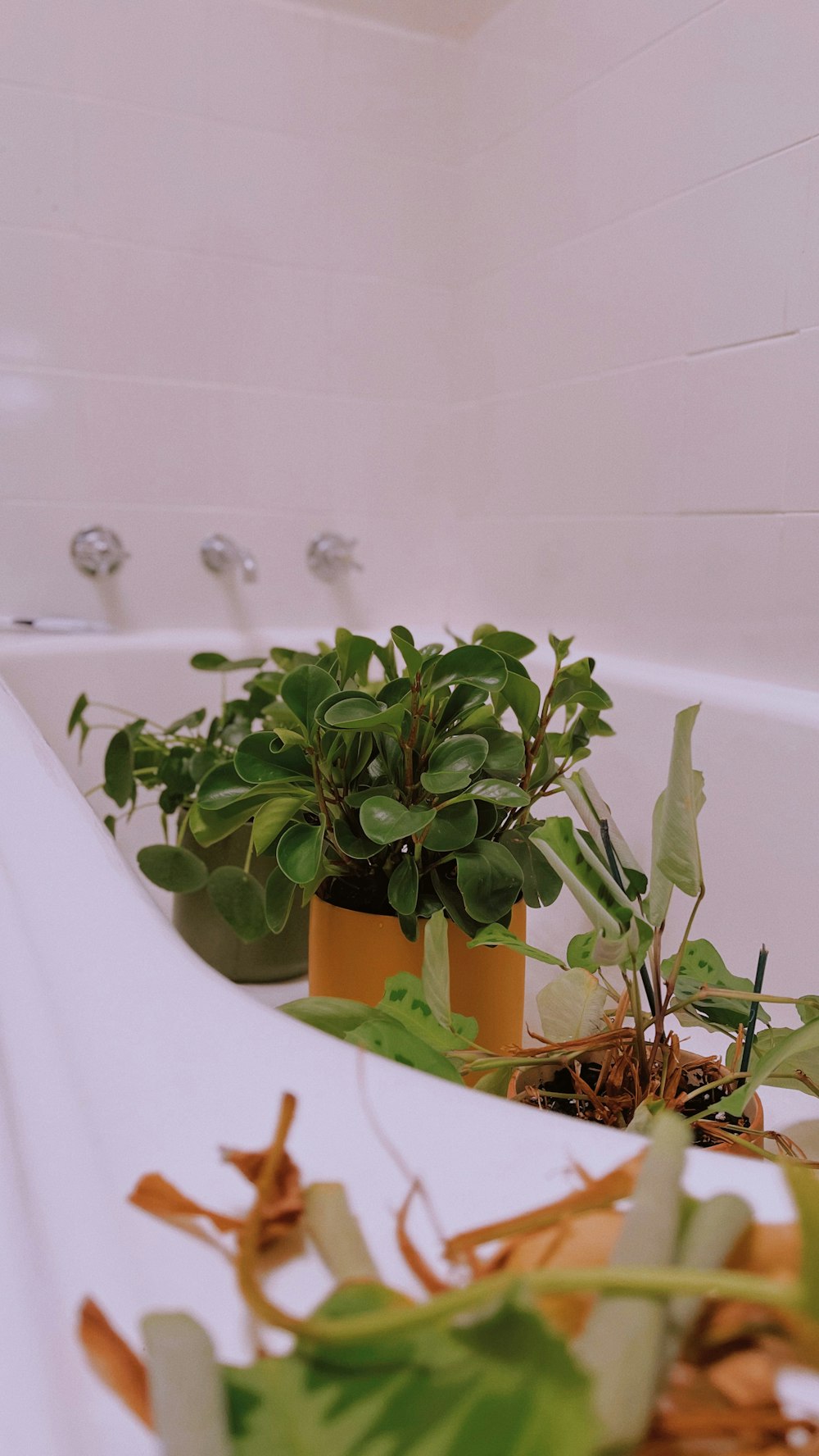 green plant on brown clay pot