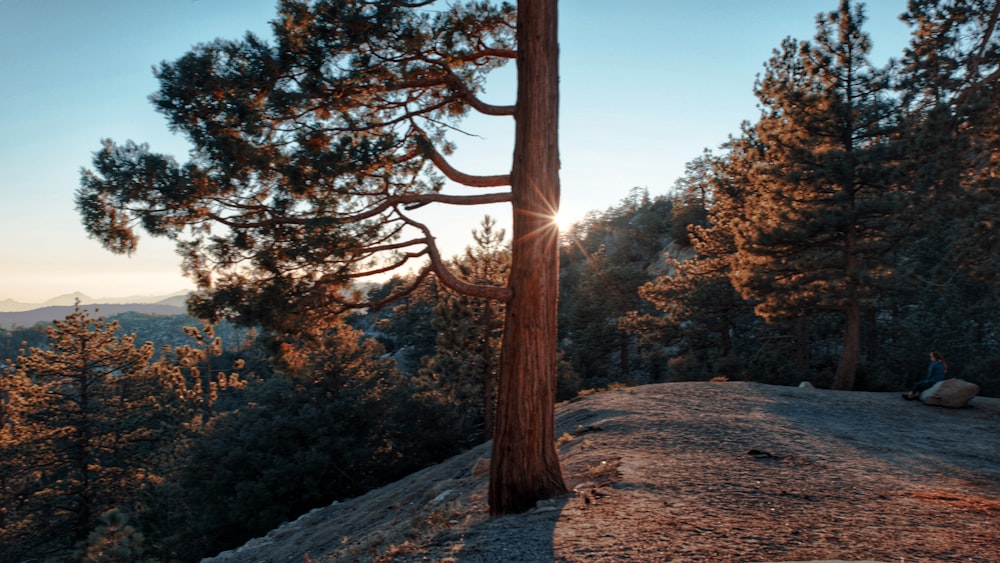 brown trees on brown ground during daytime