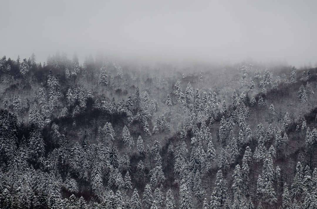 snow covered pine trees during daytime