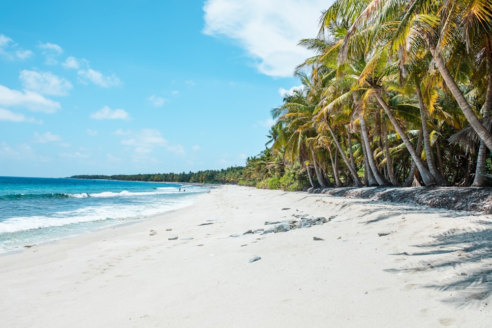 green palm trees on white sand beach during daytime