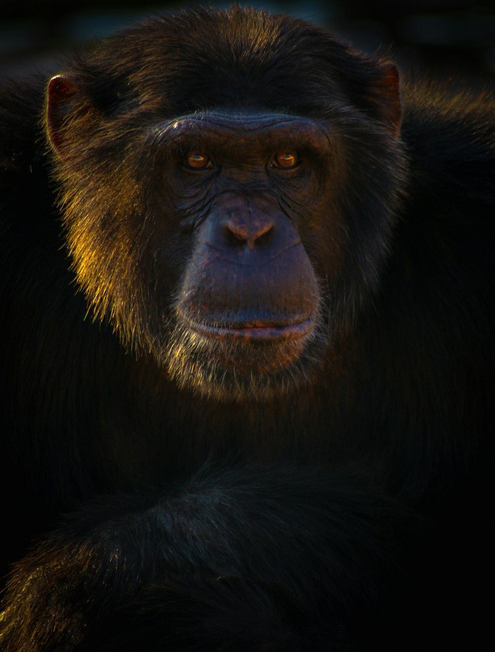 macaco preto e marrom na fotografia de perto