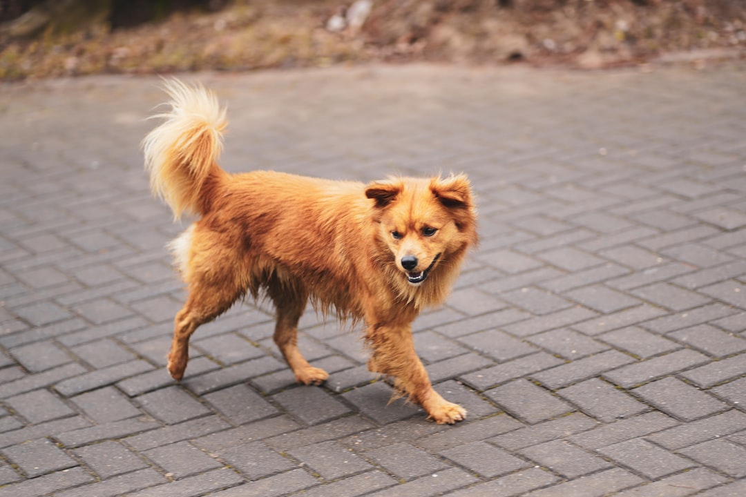 brown long coated medium sized dog walking on gray concrete pavement during daytime