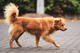 A fluffy, medium-sized dog with a reddish-brown coat is walking confidently on a paved surface. The background is blurred with greenery, creating a peaceful and natural environment.