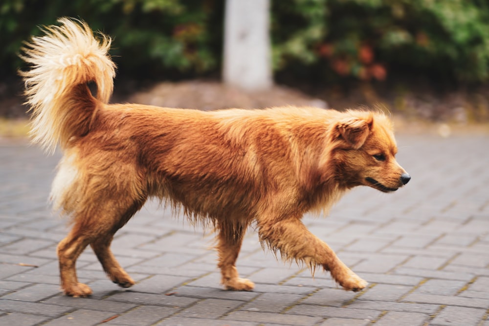 Foto Perro mediano de abrigo largo marrón caminando en la acera durante el  día – Imagen Gris gratis en Unsplash