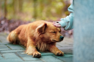 person in gray long sleeve shirt holding brown long coated dog