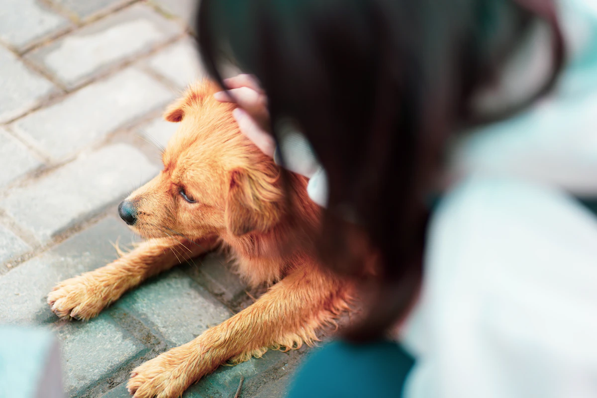 Scale Vet Post-Visit Feedback Surveys 5x in 2026