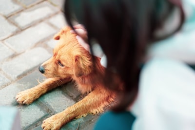 Dog looking uncomfortable lying on the floor with stomach upset
