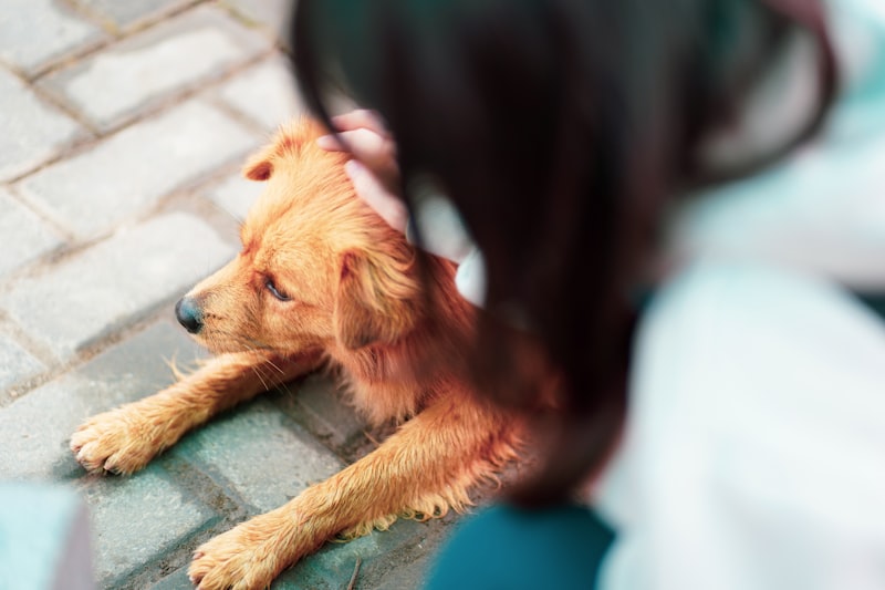Dog Diarrhea: Causes, Home Care, and When to Call the Vet