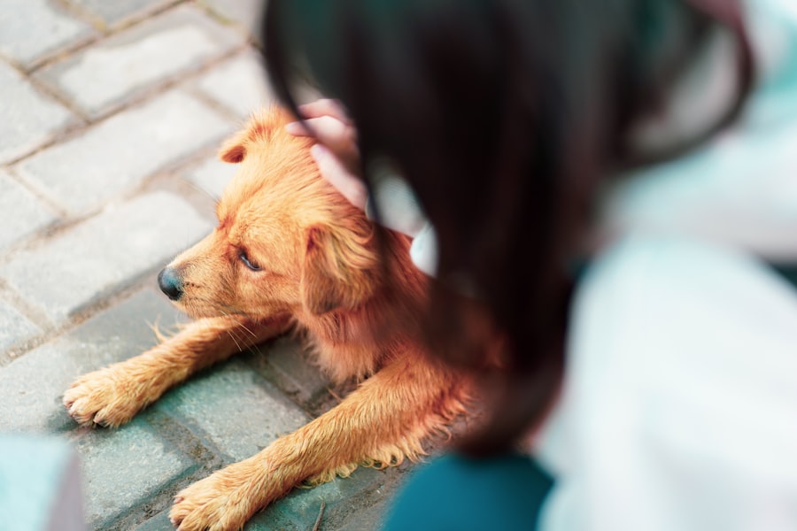Golden retriever looking uncomfortable and lying on the floor at home, looking unwell