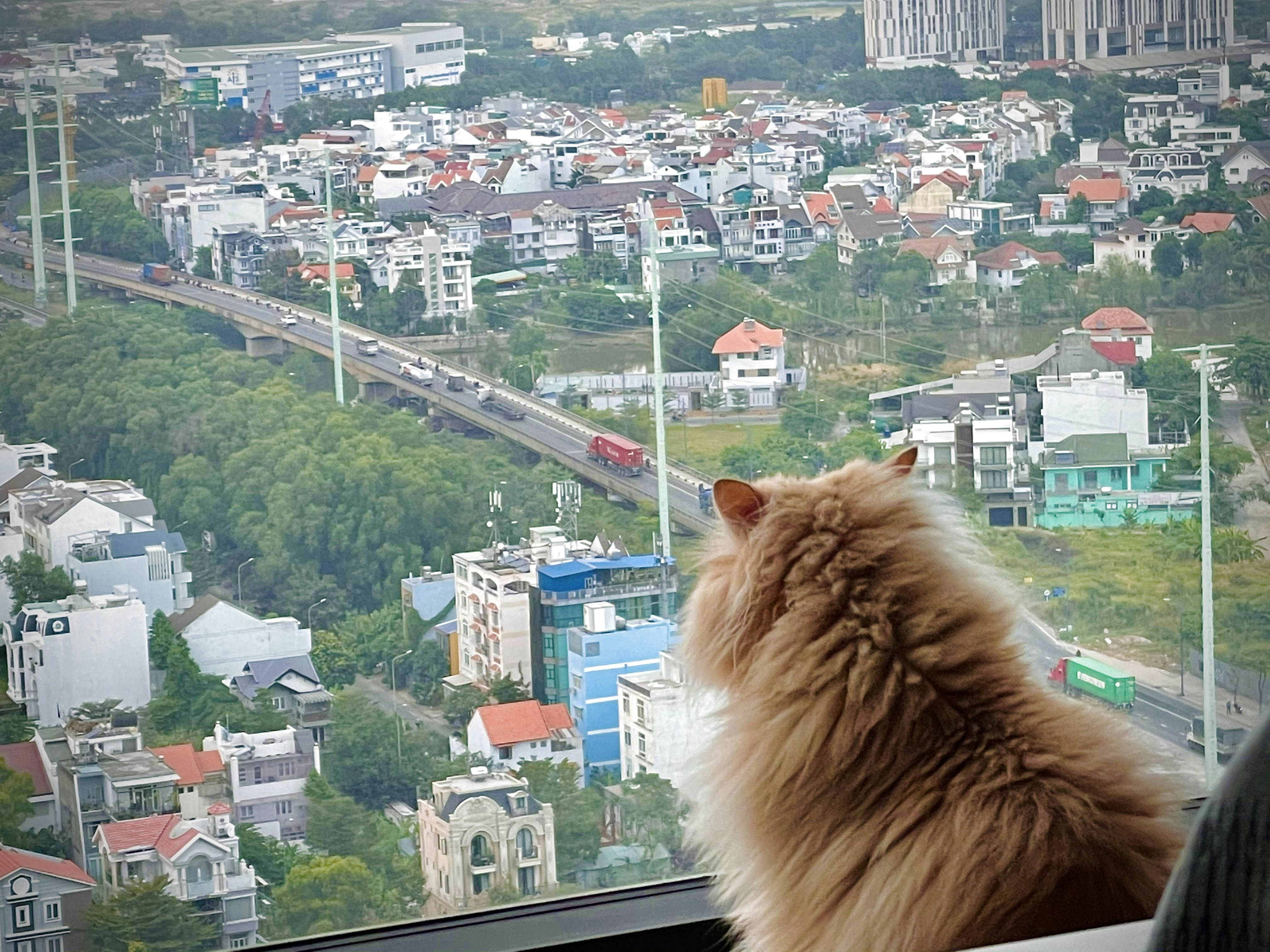 dog enjoying apartment balcony with city view - apartments for rent near me that are pet friendly