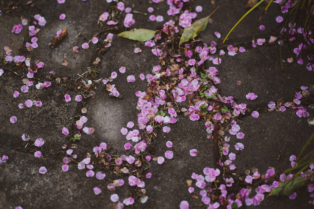 purple petals on the ground