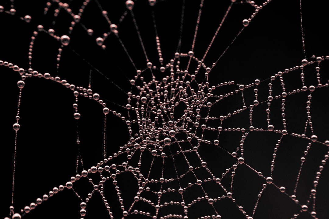 spider web with water droplets