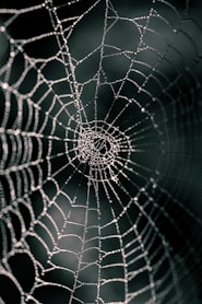 spider web in close up photography