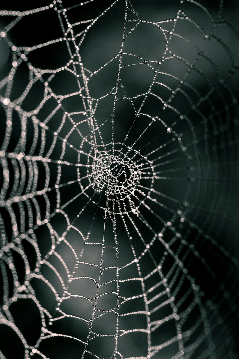 toile d’araignée en gros plan photographie
