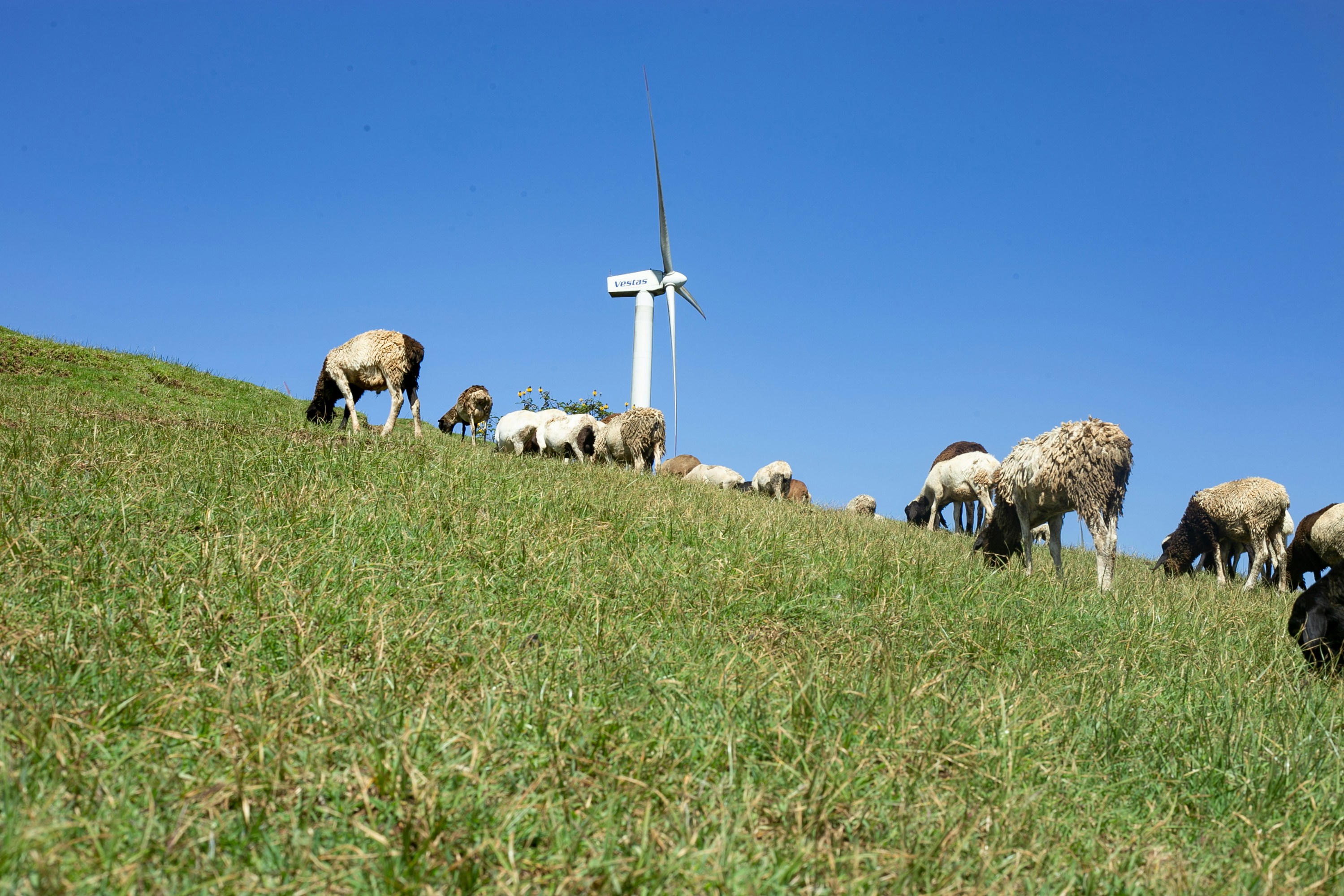 group of sheep on green grass field during daytime