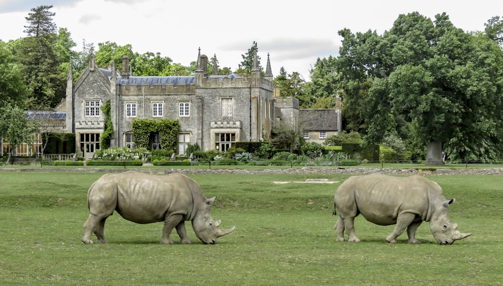 brown rhinoceros on green grass field near brown concrete building during daytime