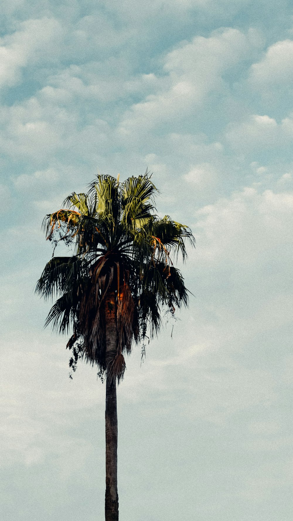 green palm tree under white clouds