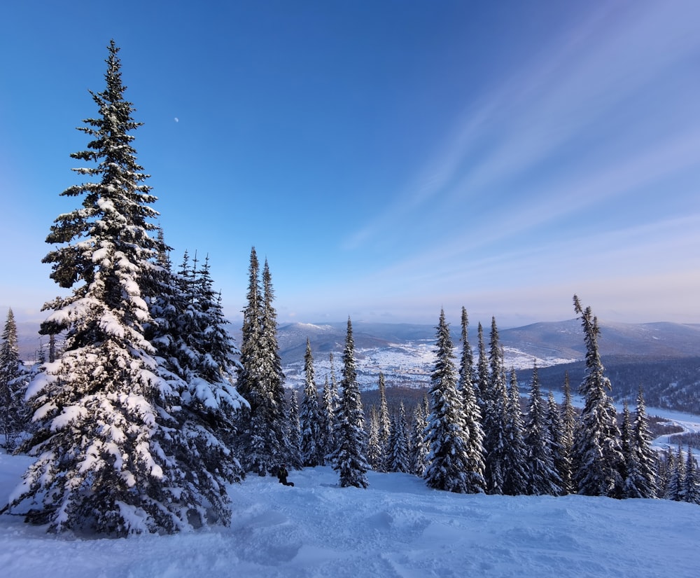 snow covered trees under blue sky during daytime