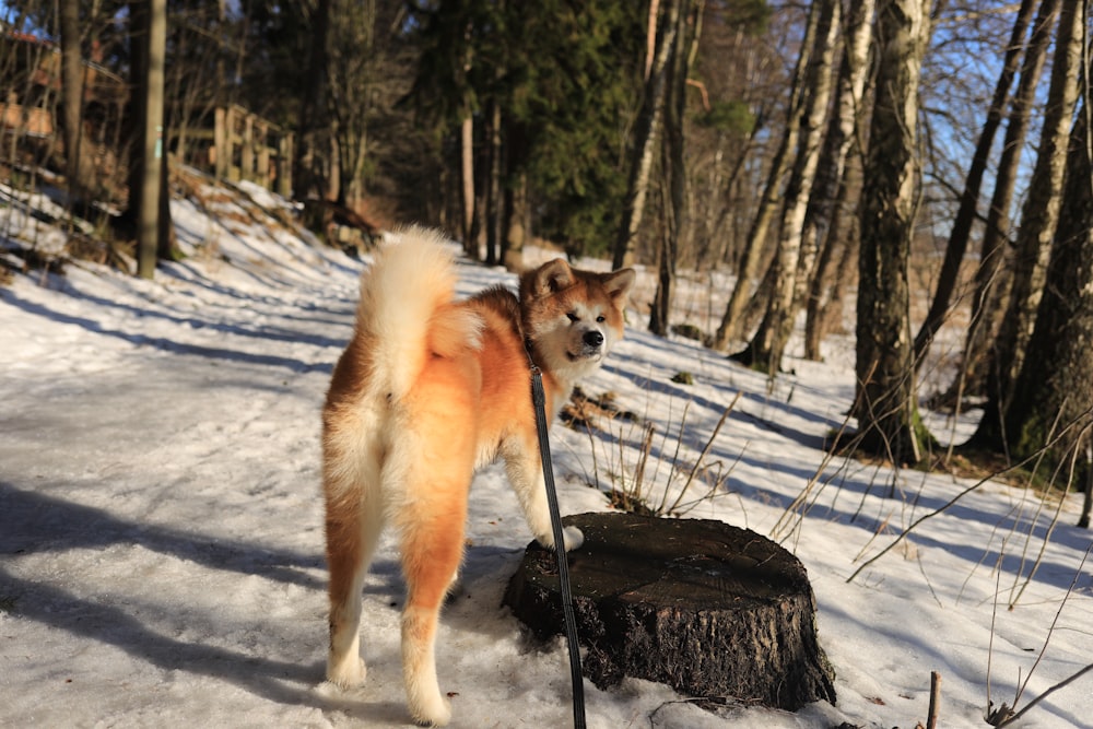 a brown and white dog standing on top of a snow covered ground
