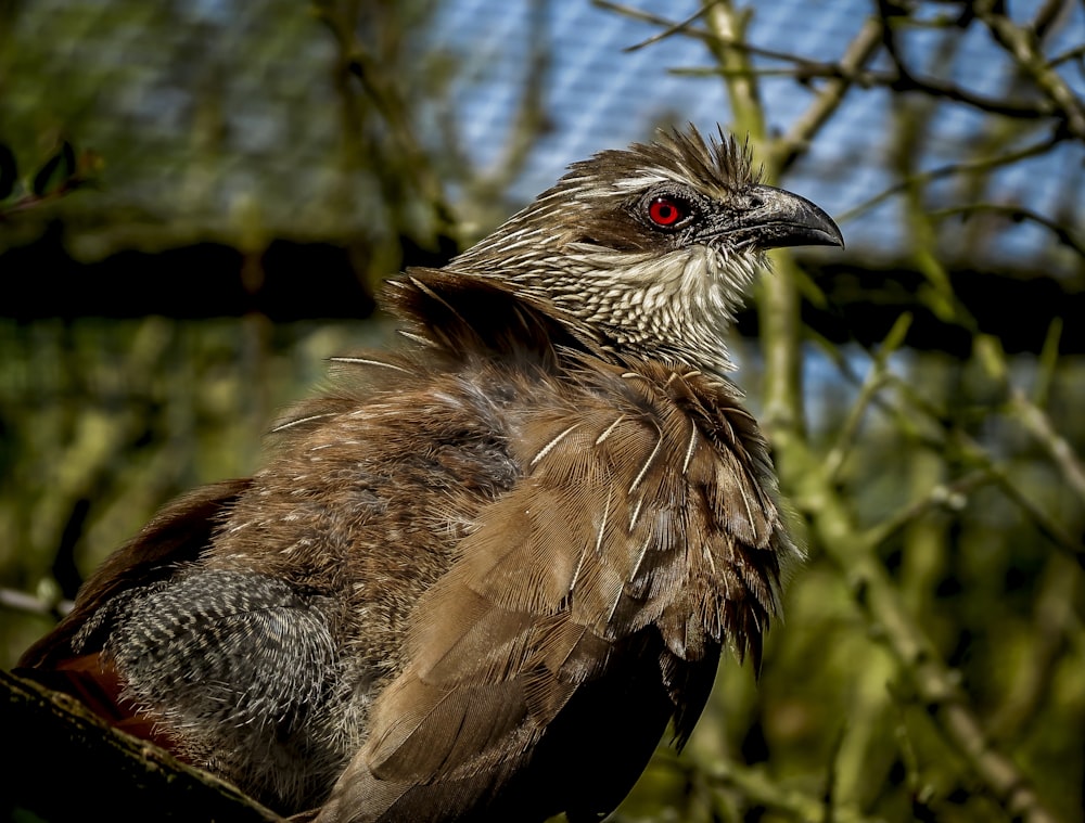 brown and black bird on tree branch during daytime