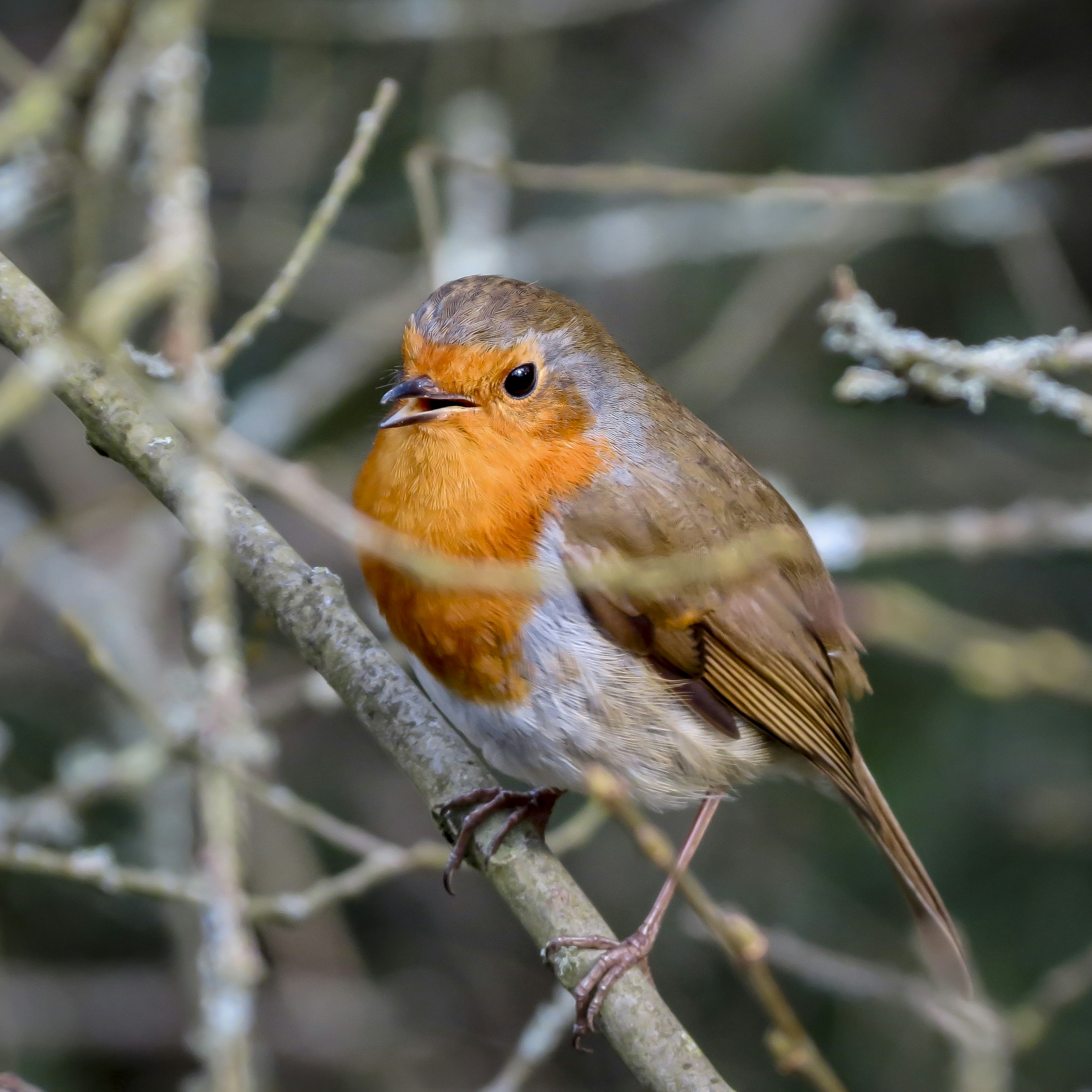 Photo by raymondo600