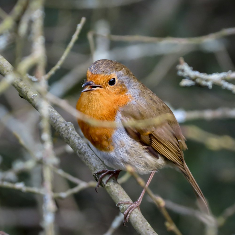 orangefarbener und grauer Vogel am Ast