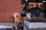 A fluffy dog with a curled tail is standing next to a planter with greenery and winter plants. The background includes a brick wall and large glass doors leading into a building. There is some snow on the ground beside the dog.