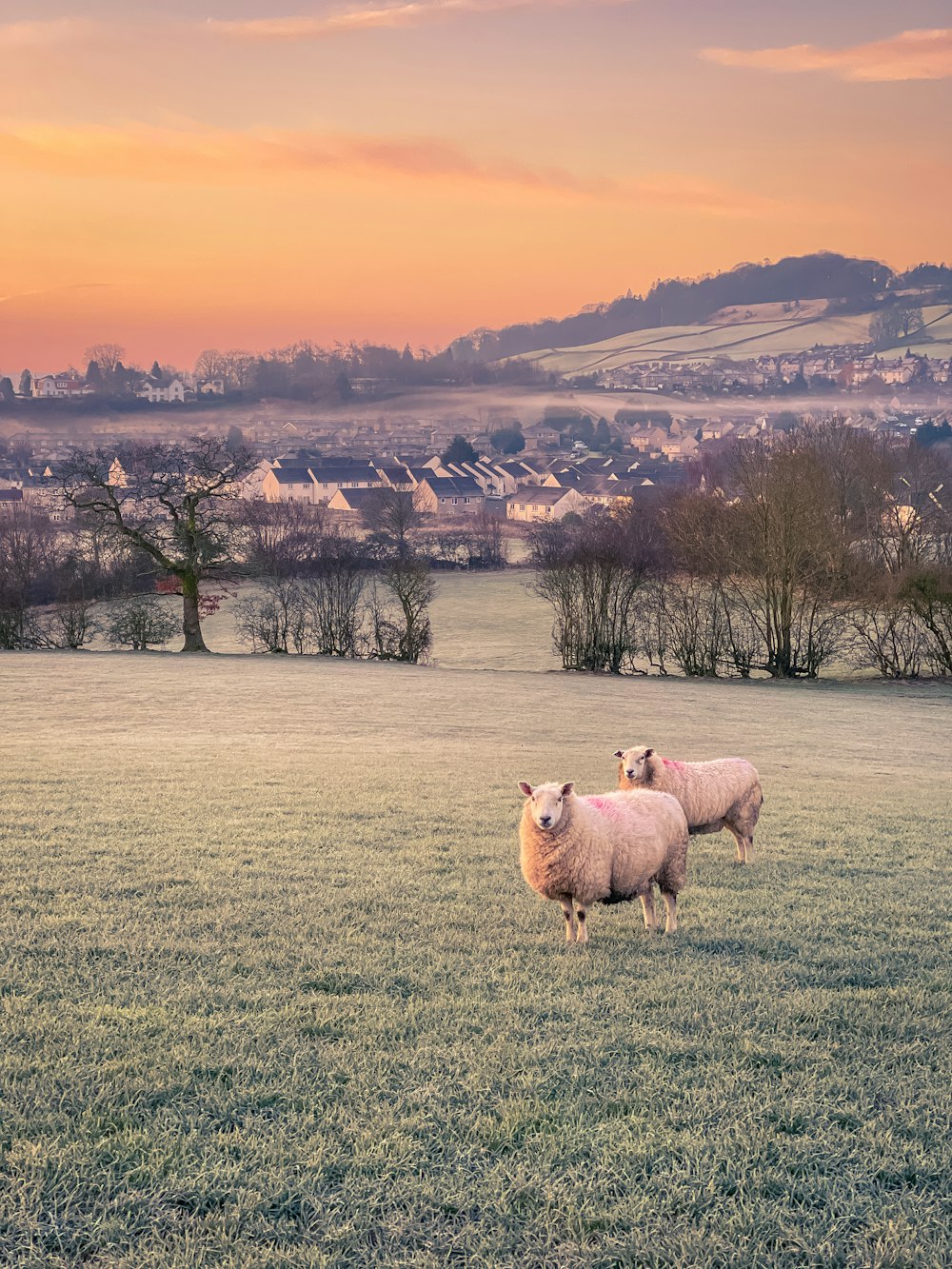 herd of sheep on green grass field during daytime